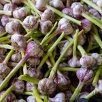 Root-to-Stem: Whole Vegetable Cooking