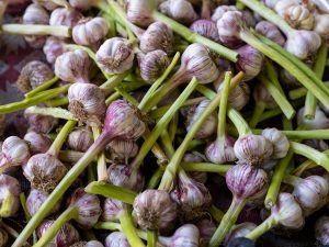 Root-to-Stem: Whole Vegetable Cooking
