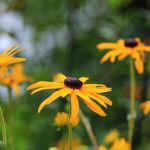 Backyard Upgrades That Pay Off at Resale