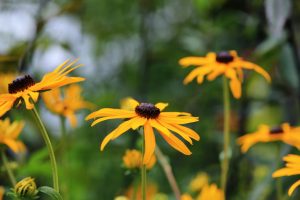 Backyard Upgrades That Pay Off at Resale