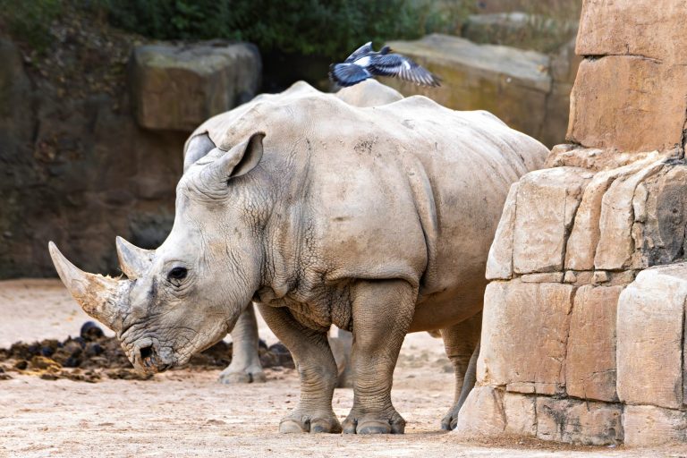 Wildlife Encounters on Safari Vacations Worldwide