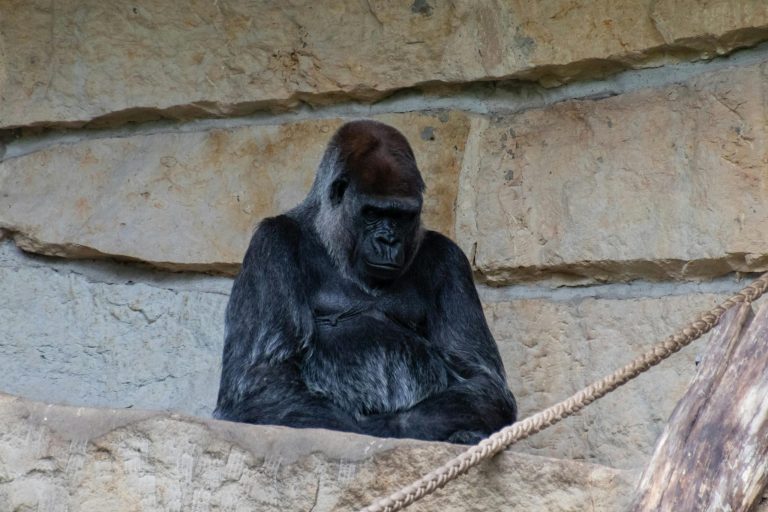 Renting a Car Versus Public Transportation on Vacation