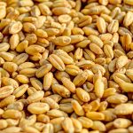 Ancient Grains Making a Healthy Comeback Worldwide
