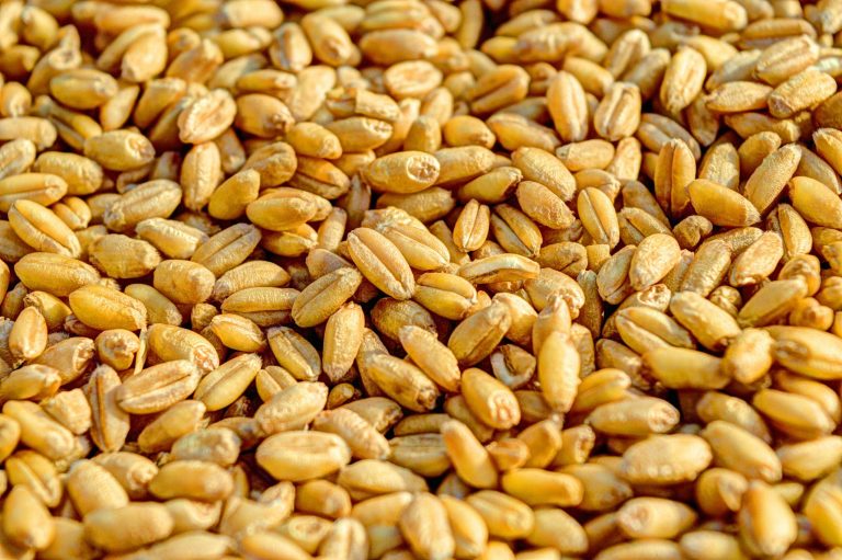 Ancient Grains Making a Healthy Comeback Worldwide
